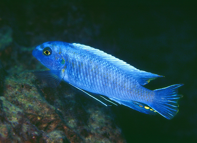 Labeotropheus trewavasae 'Kirondo'